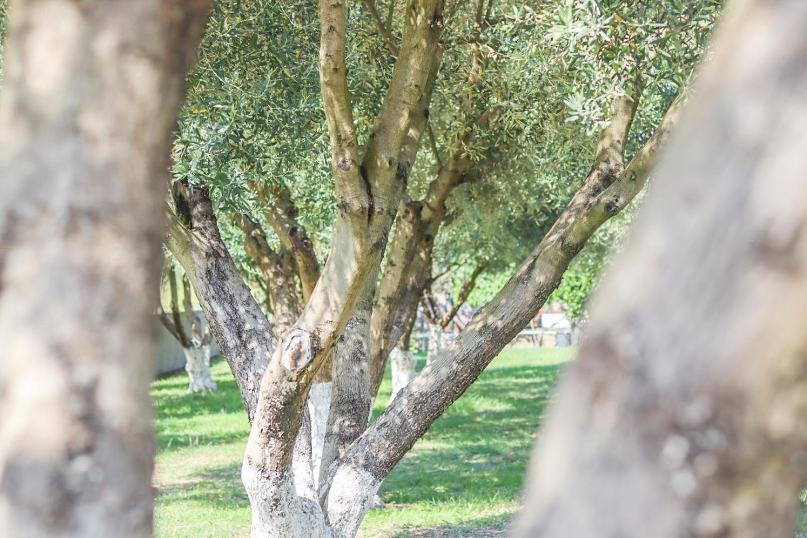 Hilja'S Oliven Garden Bungalows Ulcinj Exterior foto